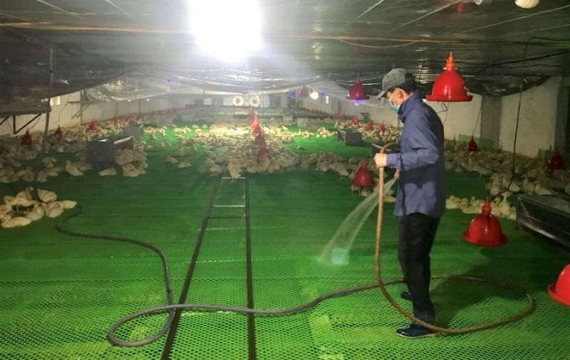 anh Phùng Văn Long ở thôn Tân Phúc, xã Sơn Đông, thị xã Sơn Tây đã xây dựng trang trại nuôi vịt thương phẩm