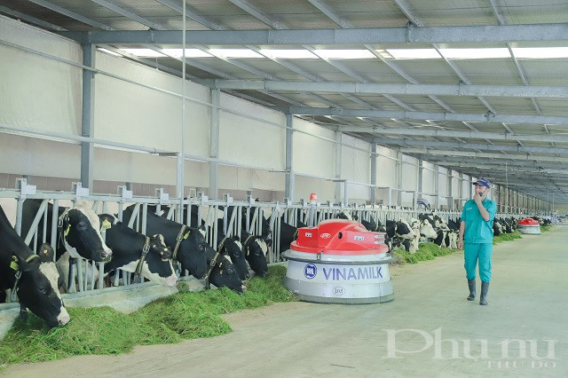 Vinamilk hiện có 13 trang trại bò sữa chuẩn quốc tế trên cả nước.