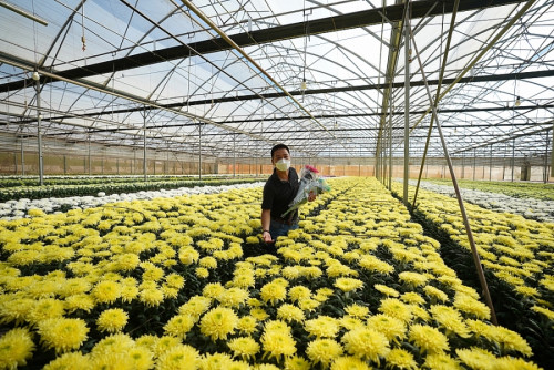 Thị trường hoa  Tết phía Nam: Giá tăng, lượng giảm